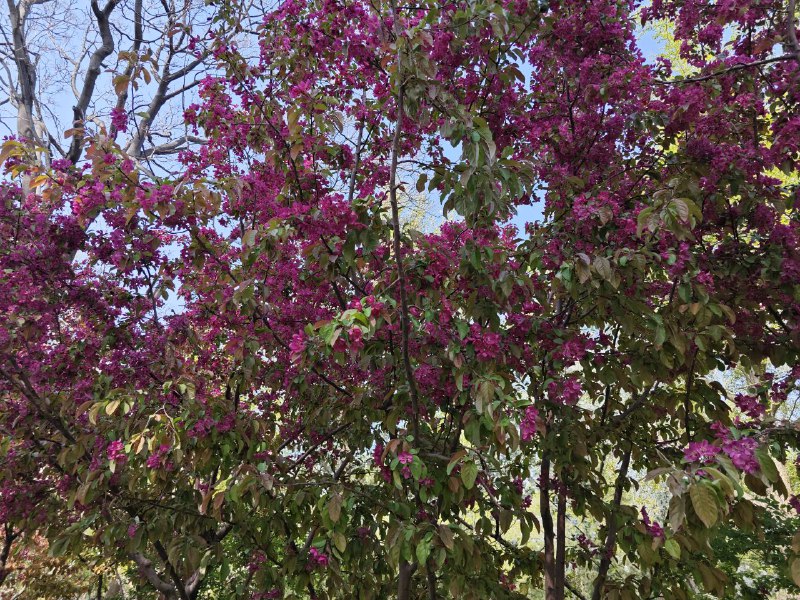 假期最后一天来玉渊潭公园转转