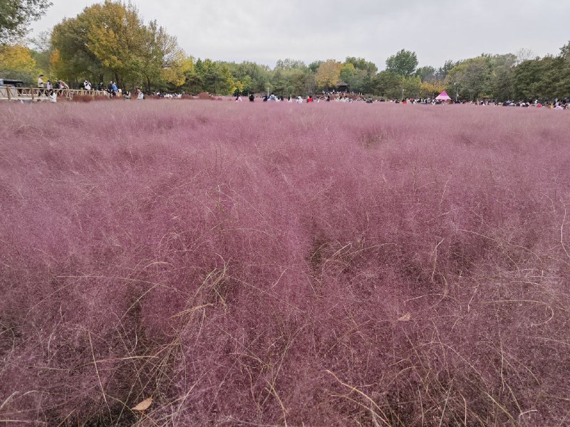 今天上午天气非常好，就想着去奥森，看看奥森的花和落叶