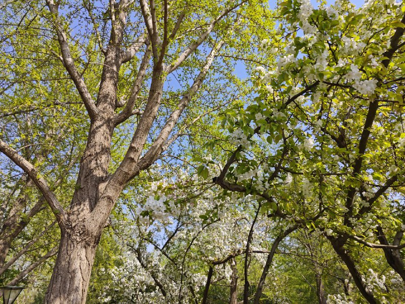 假期最后一天来玉渊潭公园转转