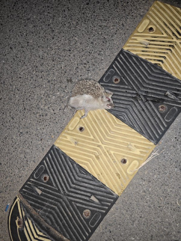 昨天晚上闺女站在我电动车前面，正在走，突然开始喊刺猬